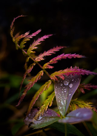 Fern and Strawberry Meet