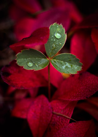 Straw-Beary Leaves