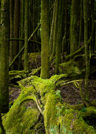 Moss Figures