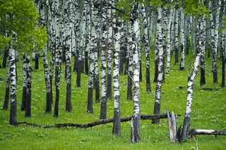 Poplar Pasture II