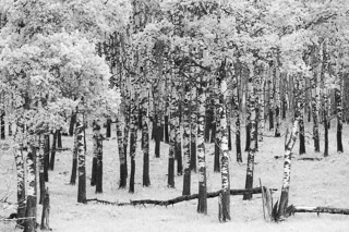 Poplar Pasture