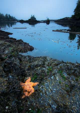 Ochre Sea Star at Dusk