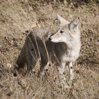 Coyote Looking Back