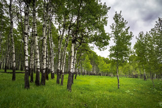 Nibbled Poplars