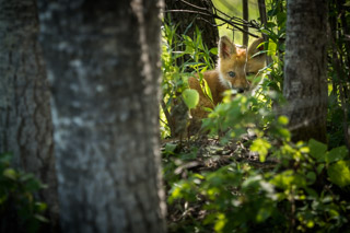 Kit Peering Through Grass