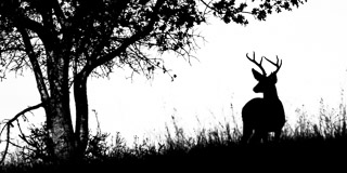Buck Silhouette