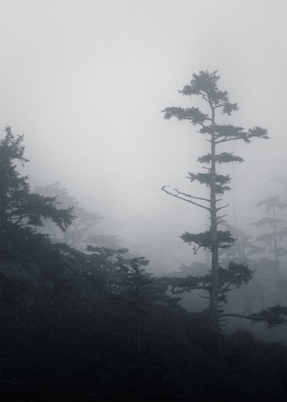 Spruce Silhouette