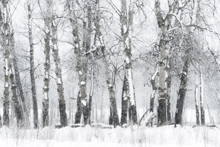 Old Poplars in the Snow