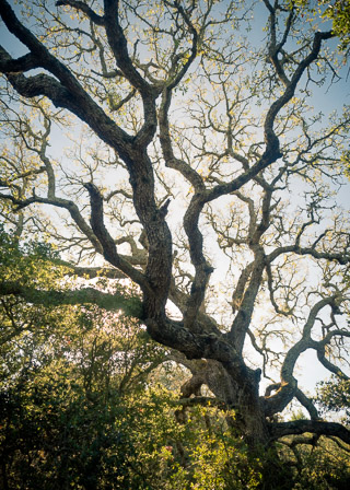 Gnarled Branches Above