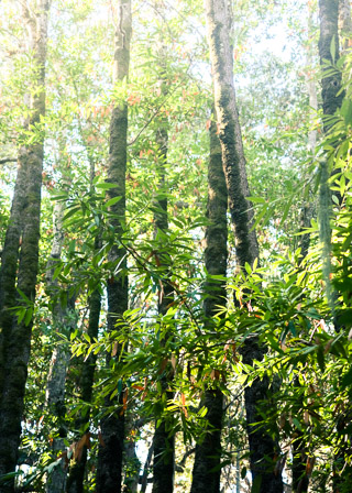 Sun-blinded Treetops