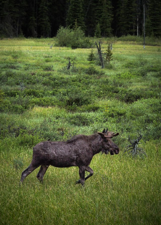 Moose on an Evening Walk