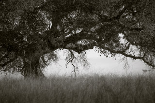 Sheltering Oak