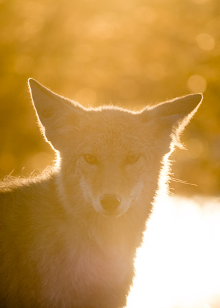 Backlit Coyote Portrait