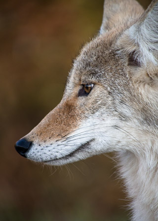 Coyote Profile