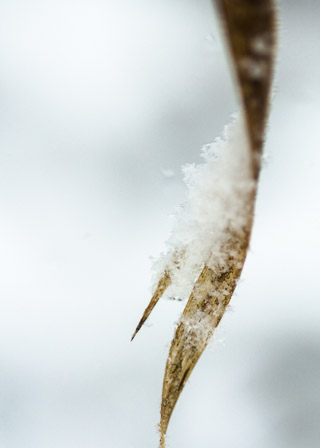 Catching Snowflakes