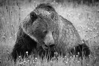 Grizzly Eating Breakfast