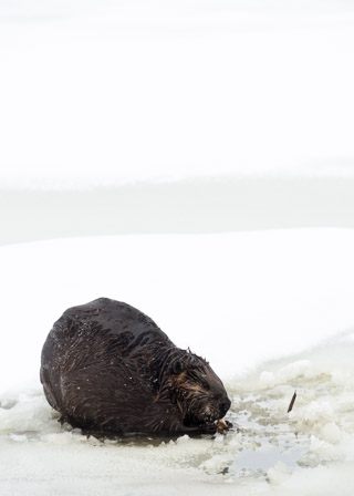 Cold Beaver Eating Supper