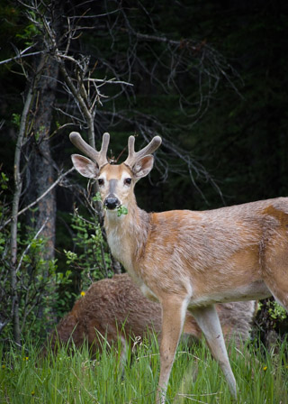 Mouthful of Clover