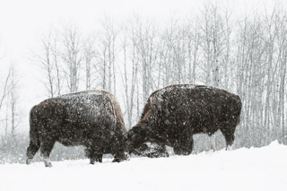 Bison Posturing