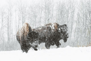 Bison in the Snow