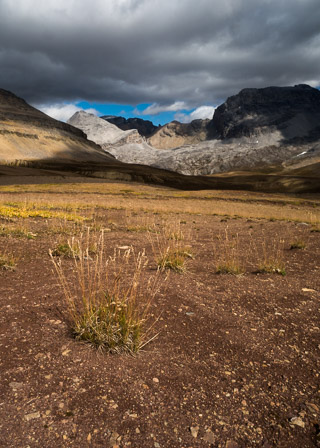 Patches of Life