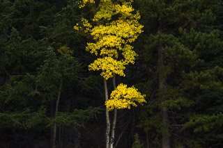 Bright Poplar Against Dark Conifers