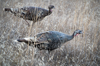 Wild Turkies in the Grass
