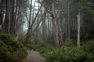 Foggy Coastal Forest