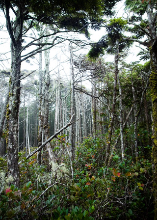 Dying Forest