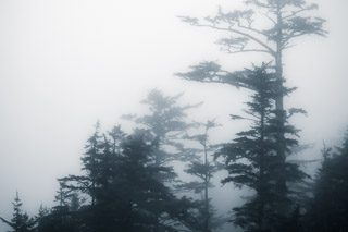 Spruce in the Mist