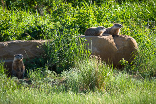 Marmot Welcome