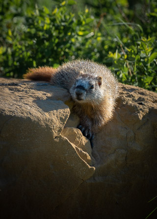 Marmot on Edge