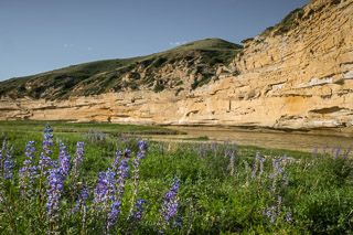 Lupins by the Curving Cliff