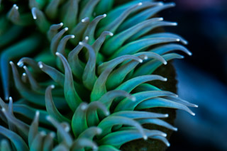 Blue Green Anemone
