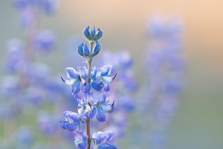 Arctic Lupin Portrait
