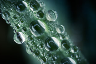 Beaded Grass