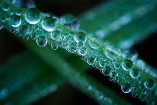 Dense Dew