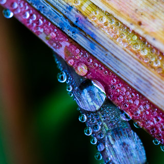 Drops on Layered Grass