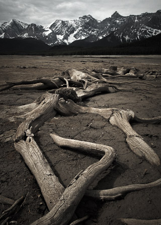 Roots on the Lakebed