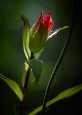 Paintbrush Bud