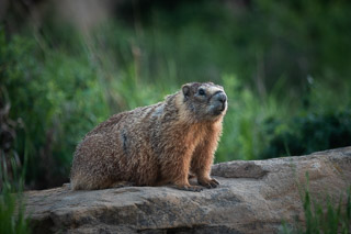 Marmot Standing Guard