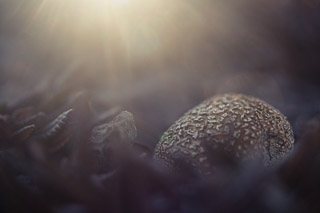 Fungi Dreaming