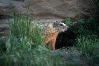 Marmot at the Gate