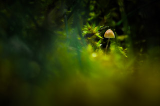 Hidden in Moss