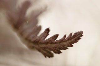 Young Fern Detail