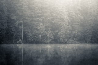 Forest Wall Through the Mist