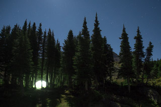 Camping in a Spruce Grove
