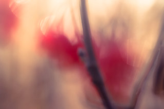 Cranberry Jelly