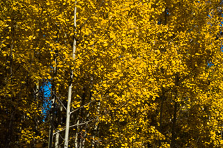 Glimpse of Sky Through Yellow Leaves