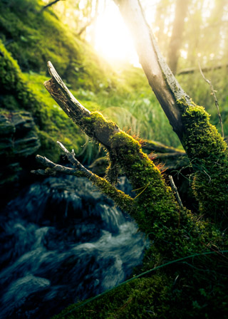 Sprouting Stalks over Mossy Stream